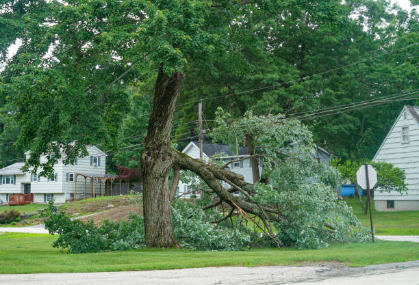 Delray Beach, FL Tree Removal Company