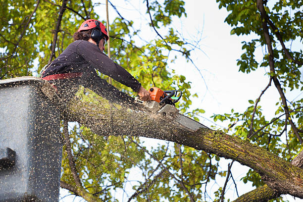 Best Fruit Tree Pruning  in Delray Beach, FL