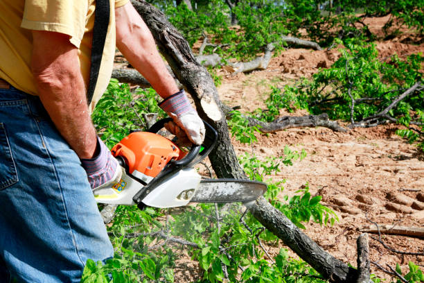 Best Arborist Consultation Services  in Delray Beach, FL